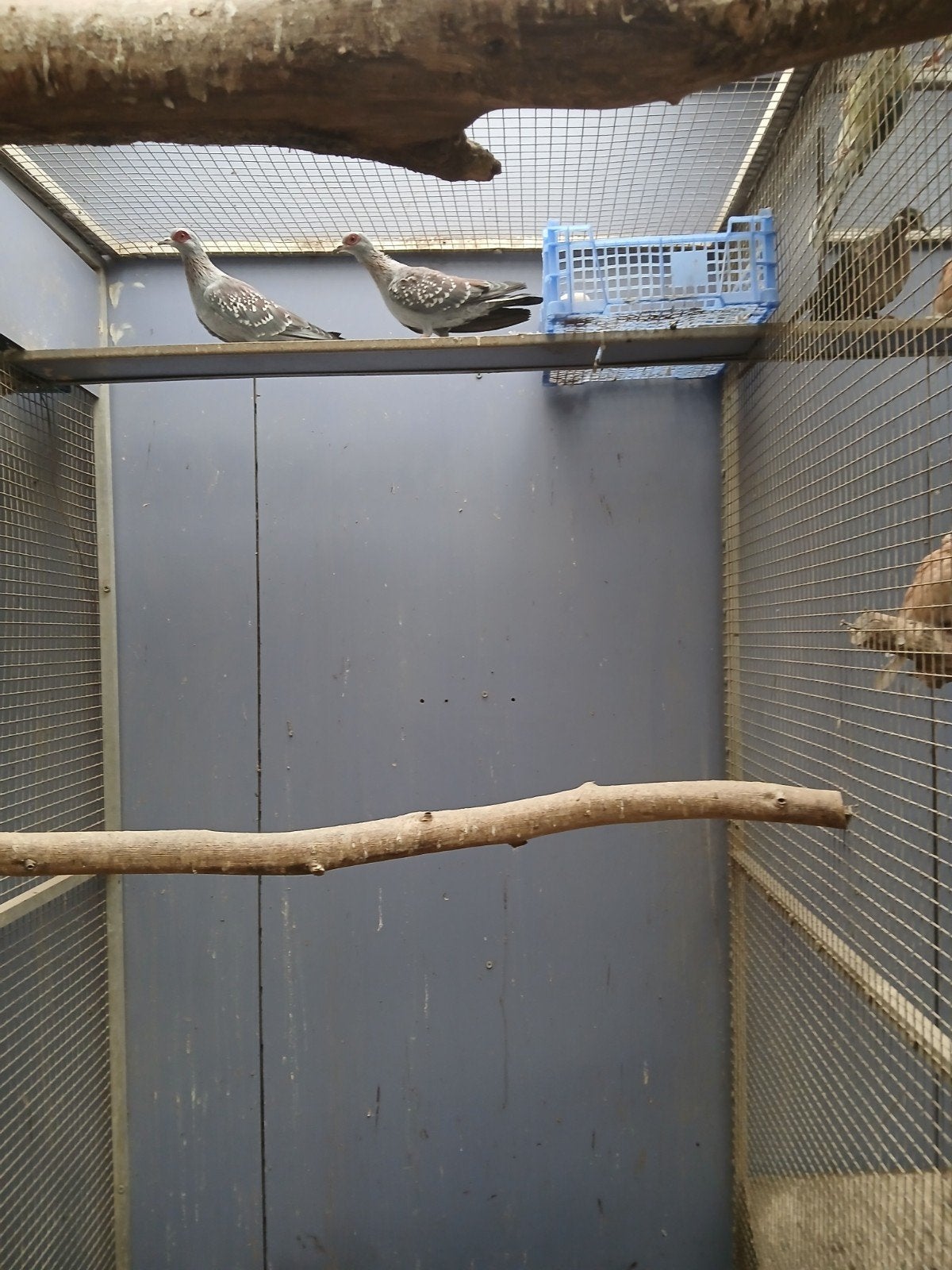 Guinea duiven, Dieren en Toebehoren, Meerdere dieren