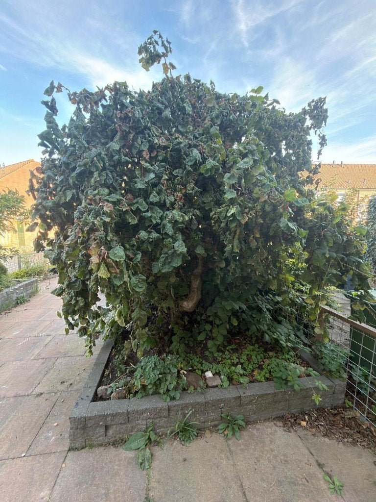 Volgroeide kronkel hazelaar Corylus avellana Contorta 🌿, Vaste plant, Halfschaduw, Winter, Ophalen