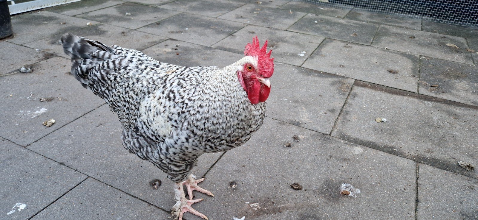 Mechelse koekoek haan zoekt een goed huis, Mannelijk, Kip