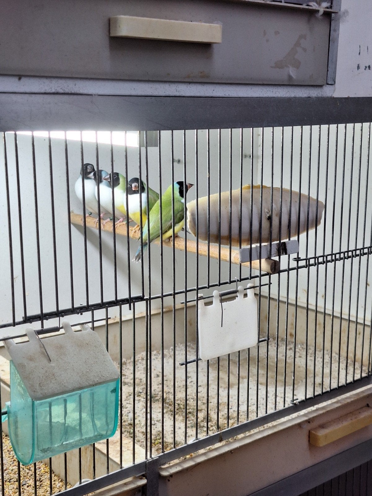 2 gouldamadines poppen spltblauw, Dieren en Toebehoren, Ophalen of Verzenden, Zo goed als nieuw, Hout