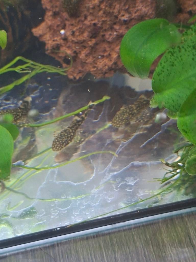 Wild kleurige algeters, Vis