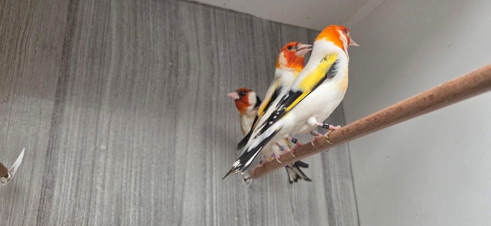Diverse majoor putters, Dieren en Toebehoren