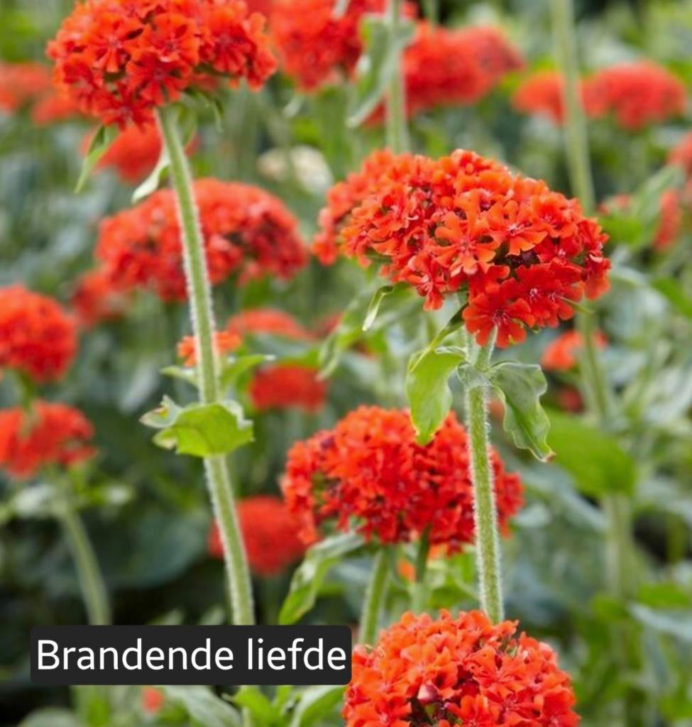 Brandende Liefde (Lychnis chalcedonica) - Vaste plant, Volle zon, Vaste plant, Zomer, Ophalen