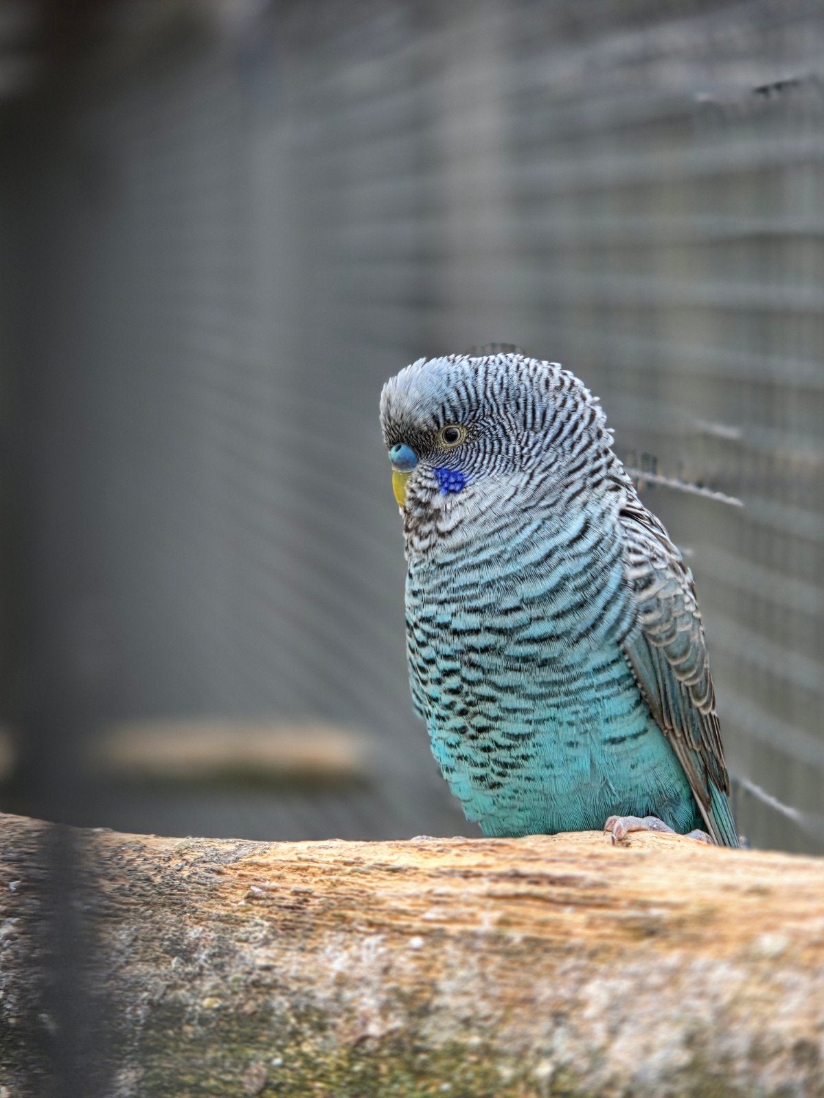 blackface blackwing bfbw geringt man br, Dieren en Toebehoren, Vogels | Parkieten en Papegaaien, Mannelijk, Parkiet