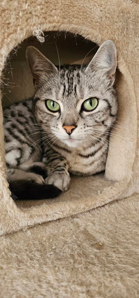 Kira zoekt een nieuw liefdevol huisje., Poes