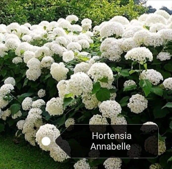 Hortensia Annabelle 10 voor € 65.00, Ophalen, Hortensia, Minder dan 100 cm