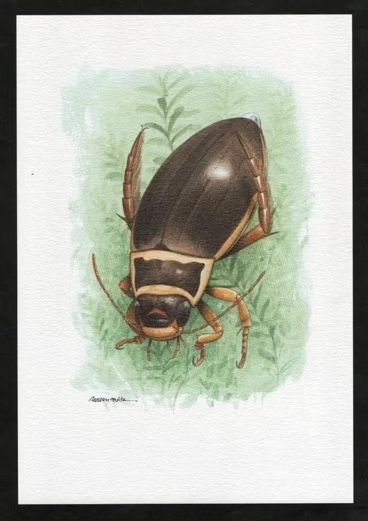 Geelgerande Watertor Dytiscus Marginalis Insect Kunstdruk., Ophalen of Verzenden, Zo goed als nieuw