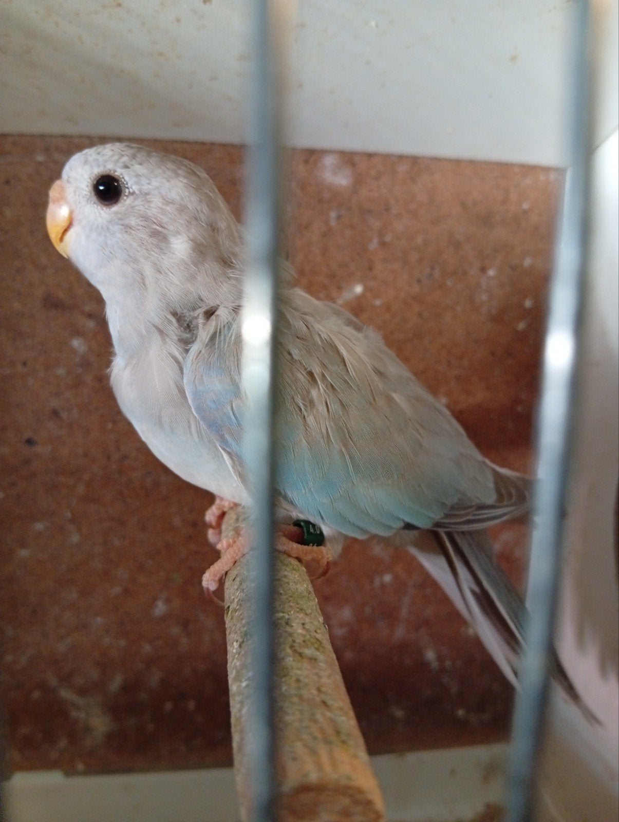 Splendid cinnamon blauw pop 26, Dieren en Toebehoren, Vrouwelijk, Parkiet, Geringd