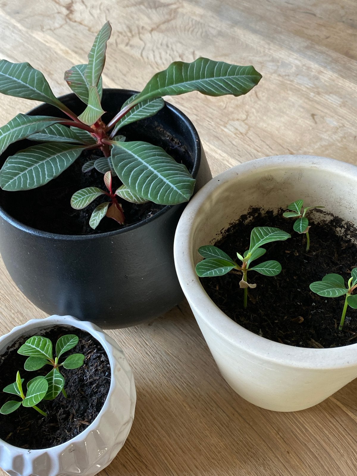 Euphorbia leuconeura (Madagascar Jewel) - Diverse maten, Ophalen, Ficus, Halfschaduw, Minder dan 100 cm