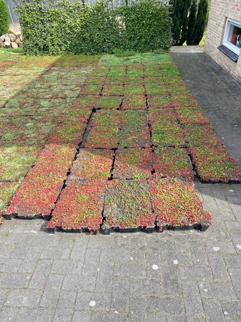 Sedum matten en sedum cassettes voor tuin of dak, Tuin en Terras, Ophalen of Verzenden, Volle zon