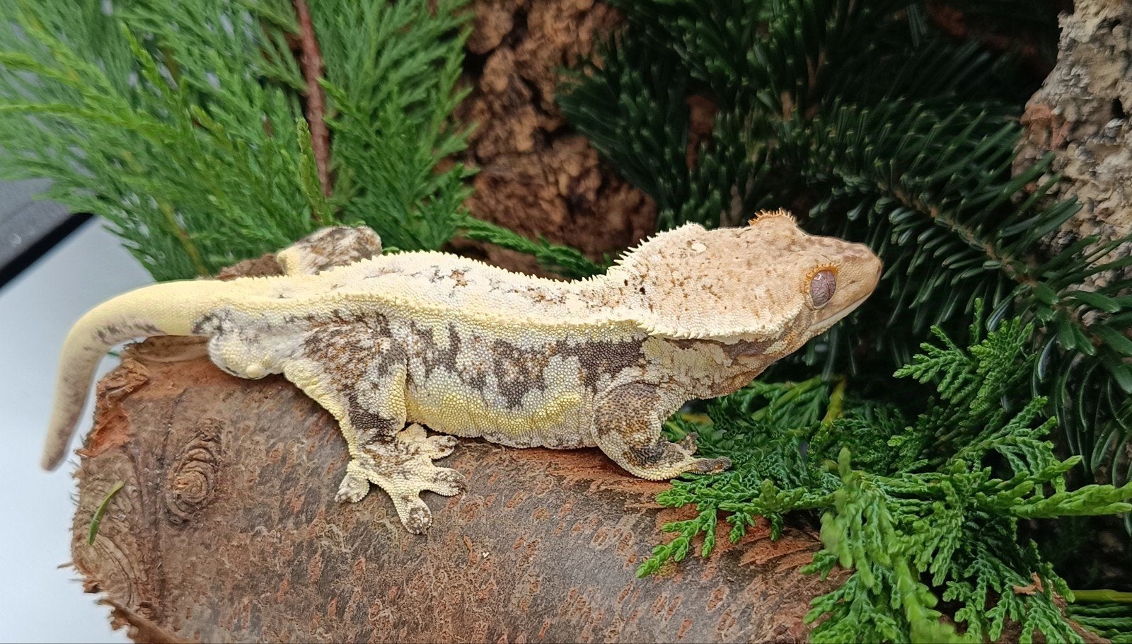 Wimpergekko man Lilly White Crested Gecko photo 5