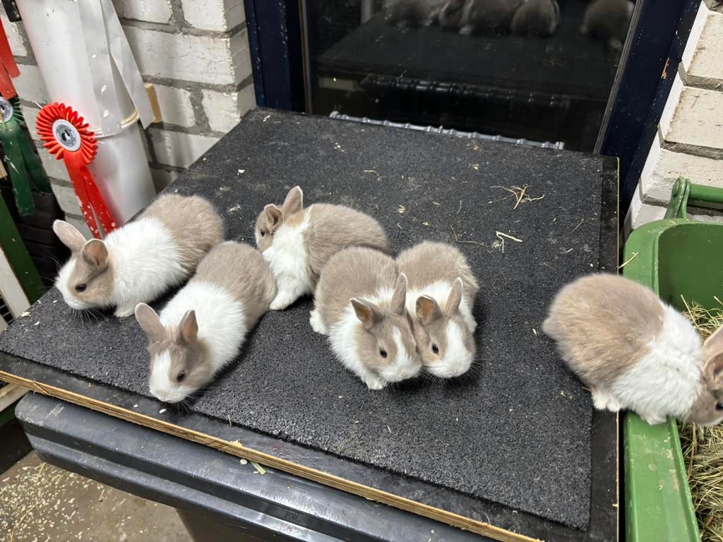 Raszuivere konijnen te koop, Dieren en Toebehoren, Konijnen, Meerdere dieren, Klein, 0 tot 2 jaar