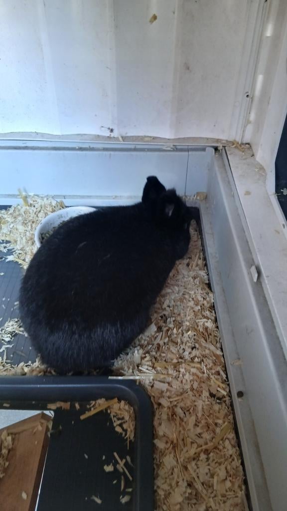 Liefkleurdwerg konijn met hok, Dieren en Toebehoren, Mannelijk, Dwerg