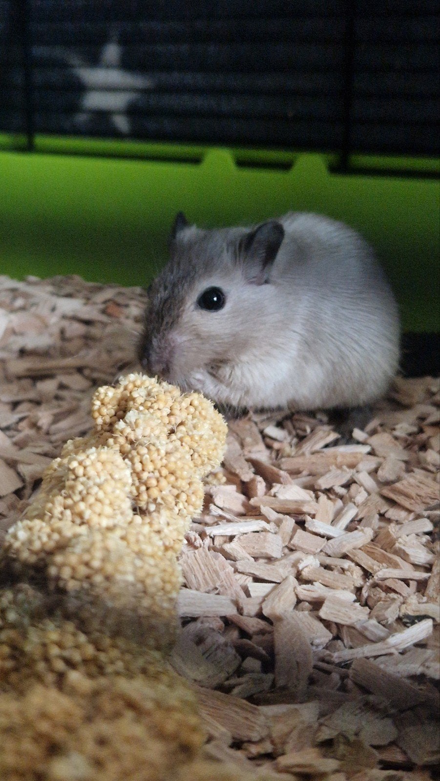 Gerbil/Renmuis mannen, Dieren en Toebehoren, Knaagdieren, Mannelijk, Mei, Overige typen, Tam