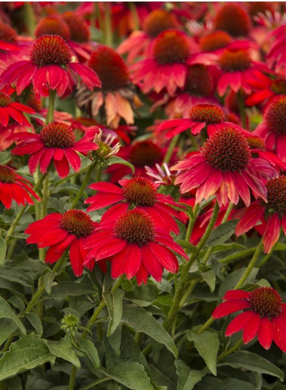 Echinacea Sombrero Salsa Red, Volle zon, Vaste plant, Zomer, Ophalen