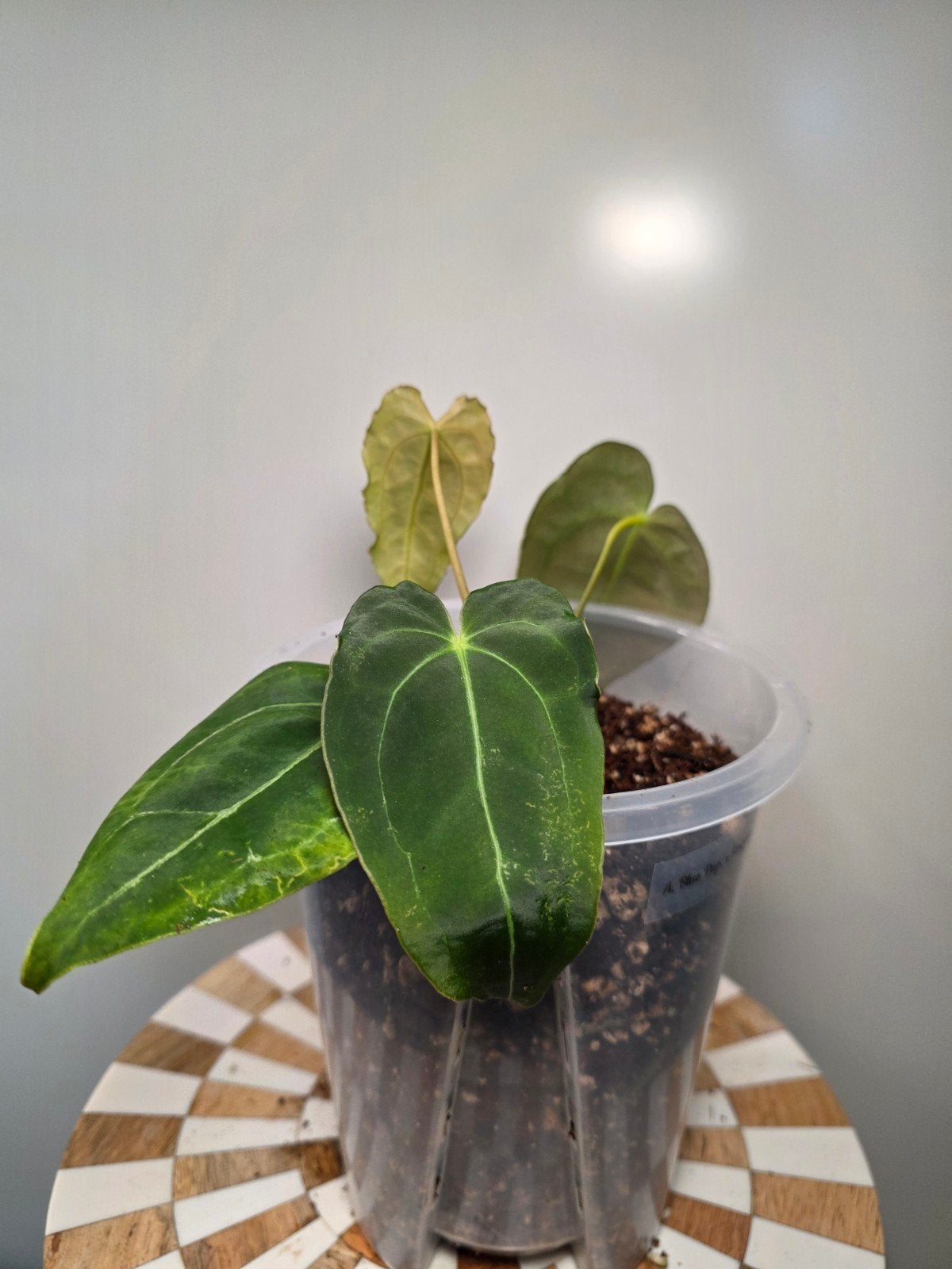 Anthurium Blue Papillilaminum x Forgetti Dark Form, Ophalen of Verzenden, Halfschaduw, Minder dan 100 cm