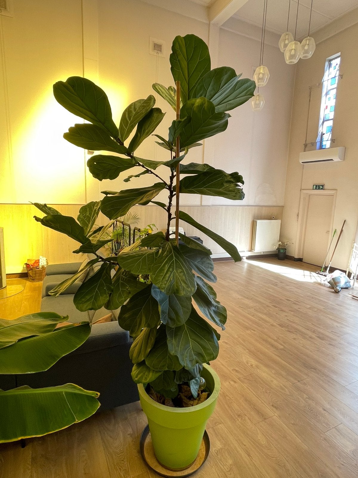 3 meter hoge tabaksblad plant, Huis en Inrichting, 200 cm of meer, Overige soorten, In pot, Halfschaduw