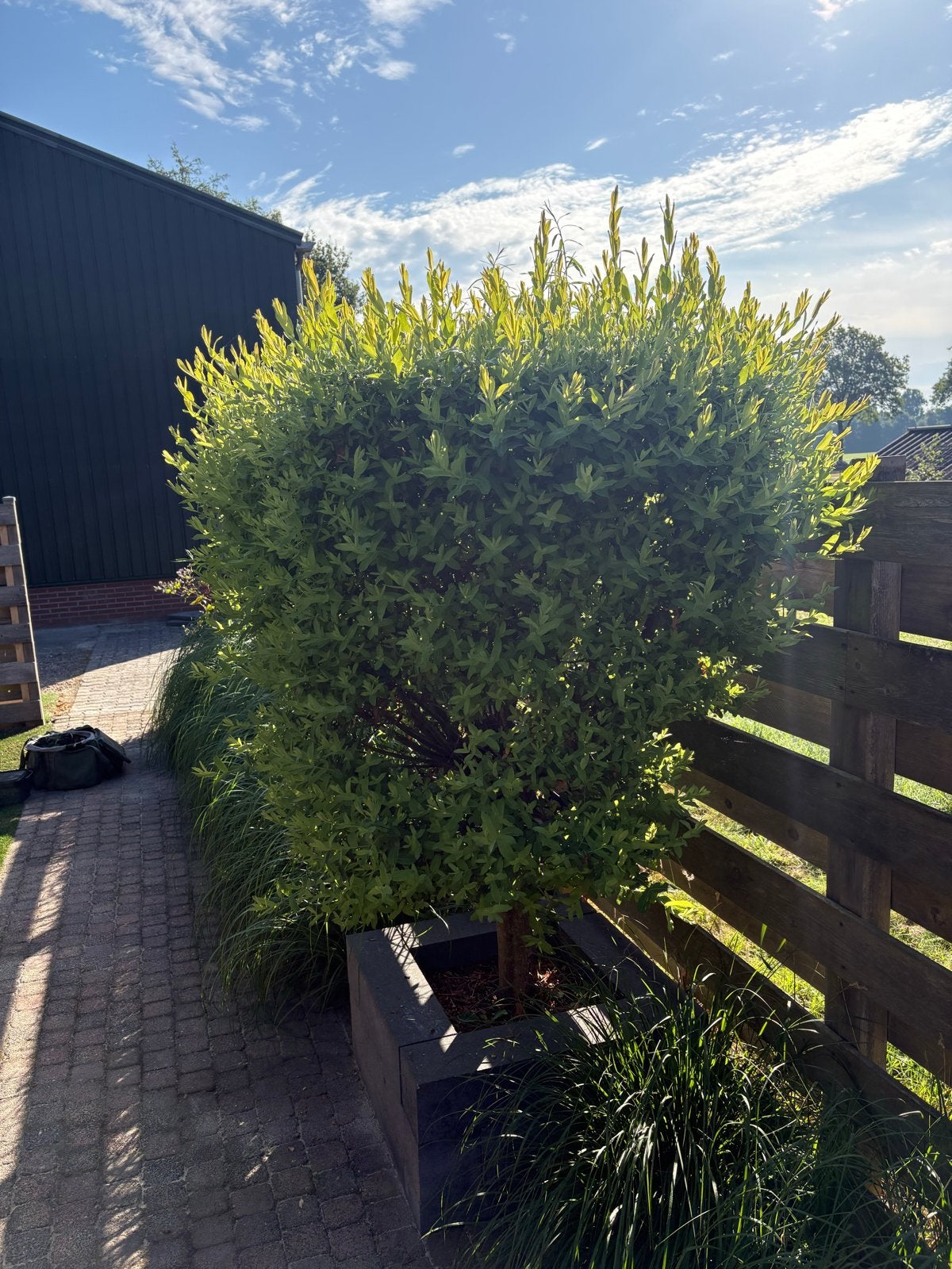 Twee prachtige Salix boompjes op stam (Hakuro Nishiki), Tuin en Terras, Volle zon, Vaste plant, Zomer, Ophalen
