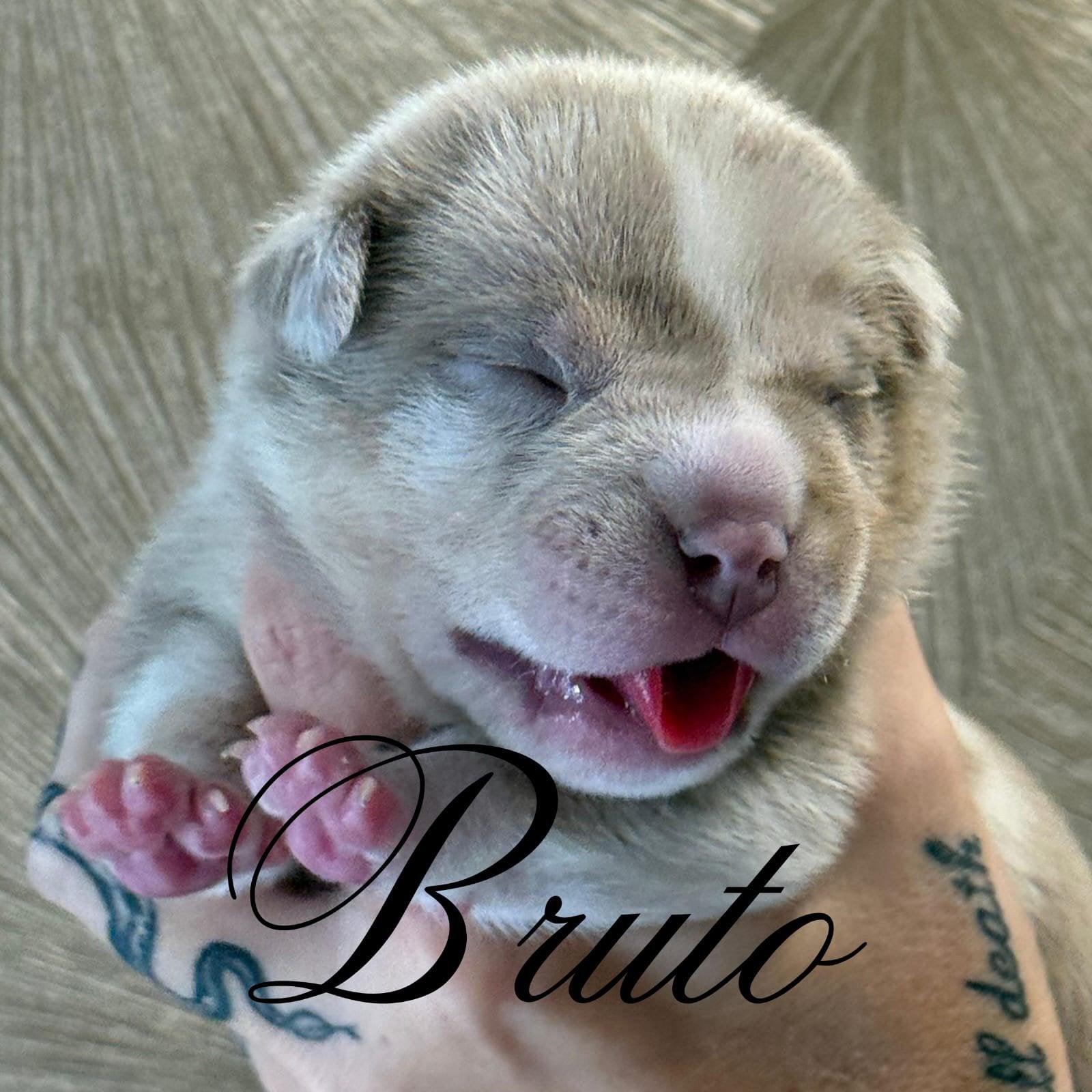 EXCLUSIEVE MICRO EXOTIC POCKET BULLY PUPS, Overige rassen, 8 tot 15 weken, Parvo, Meerdere
