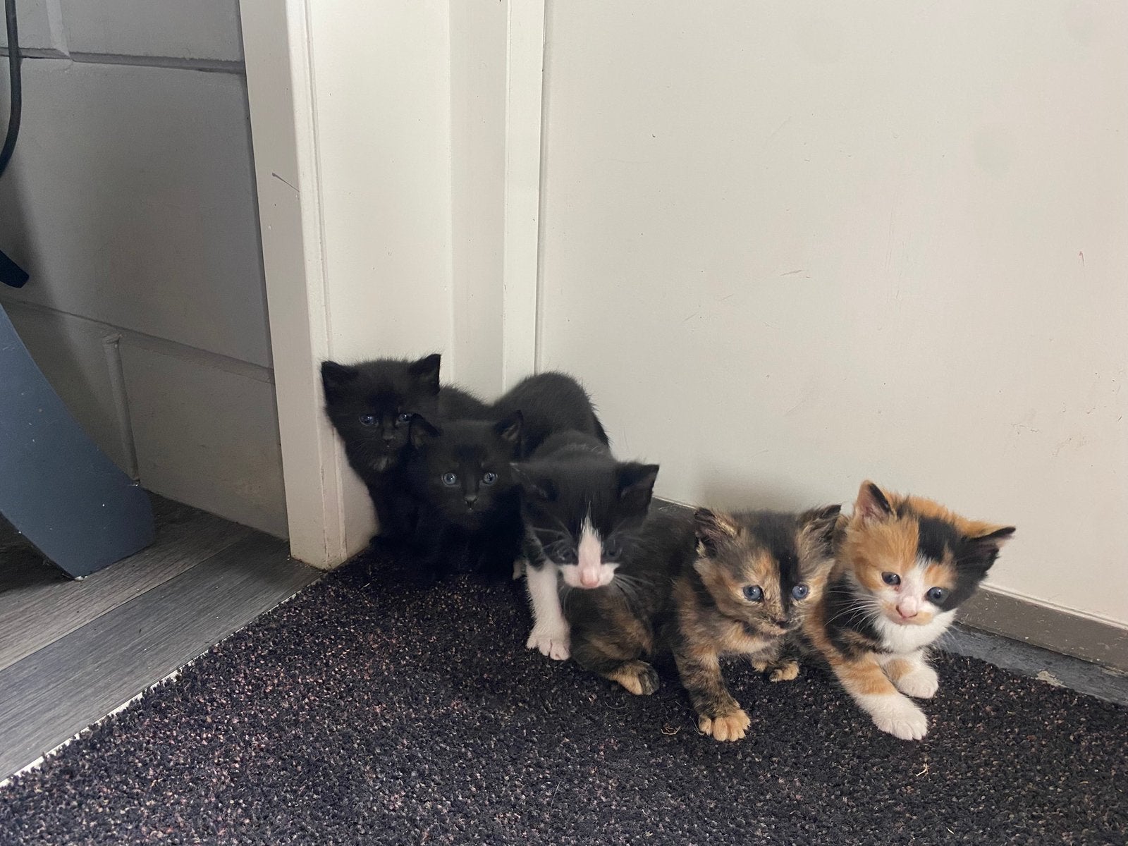 Lieve speelse boerderij kittens, Meerdere dieren, Kortharig, 0 tot 2 jaar