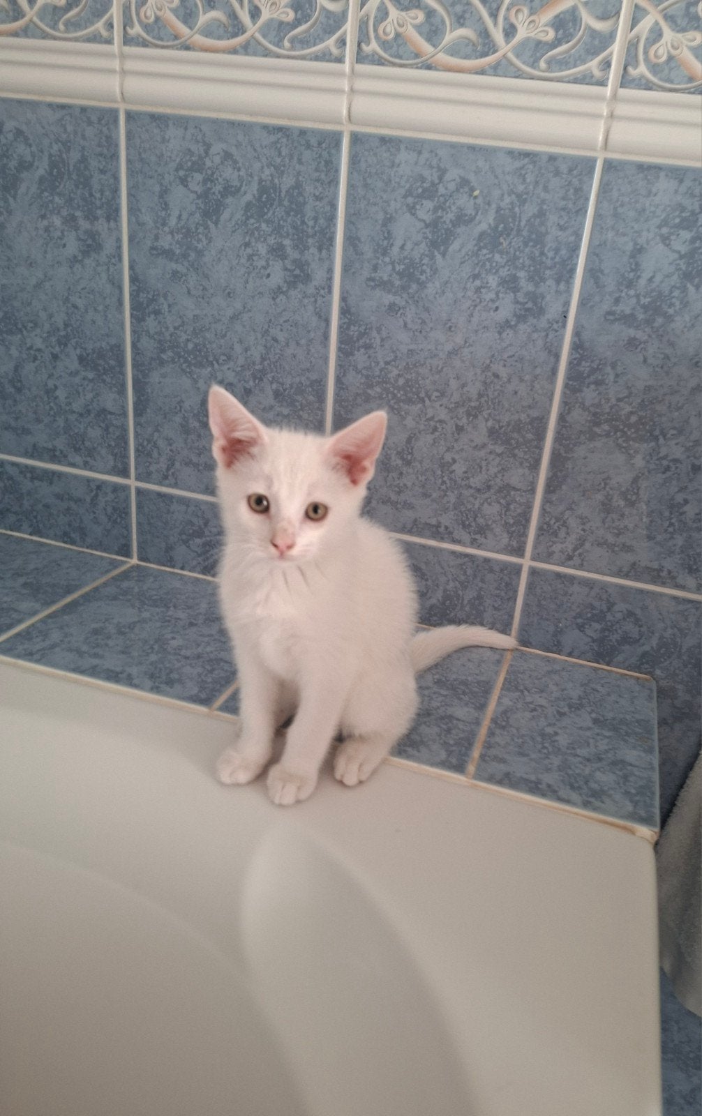 Witte kitten( kater), Dieren en Toebehoren, Kater