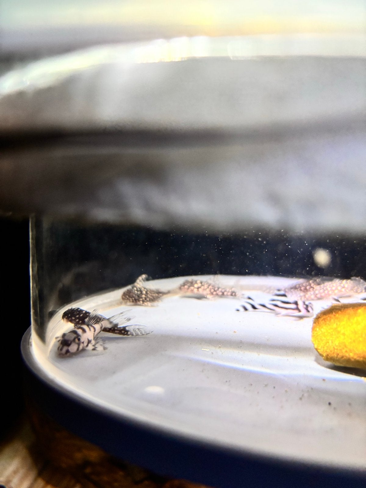 L236sw l46 L136 plecos hypancistrus, Dieren en Toebehoren, Vissen | Aquariumvissen, Vis