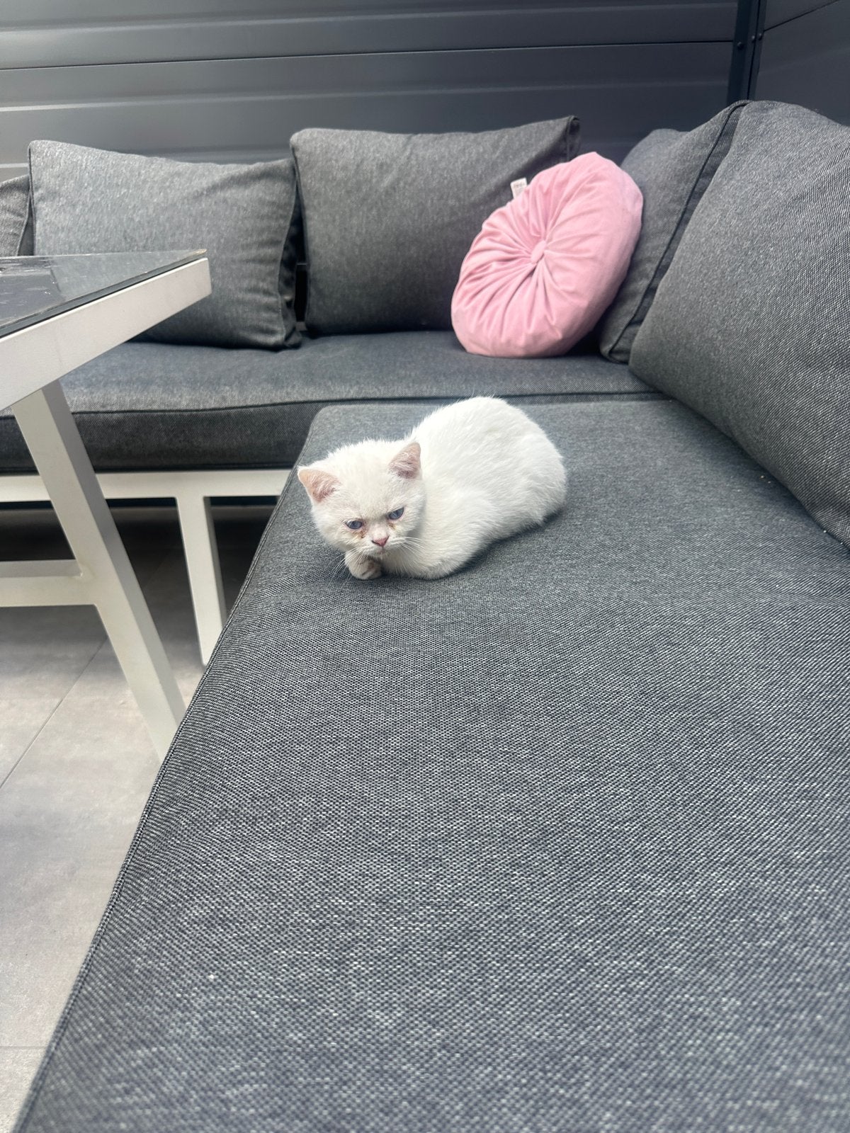 Twee Britse Korthaar-katten,kleur GRATIS ophalen, Meerdere dieren
