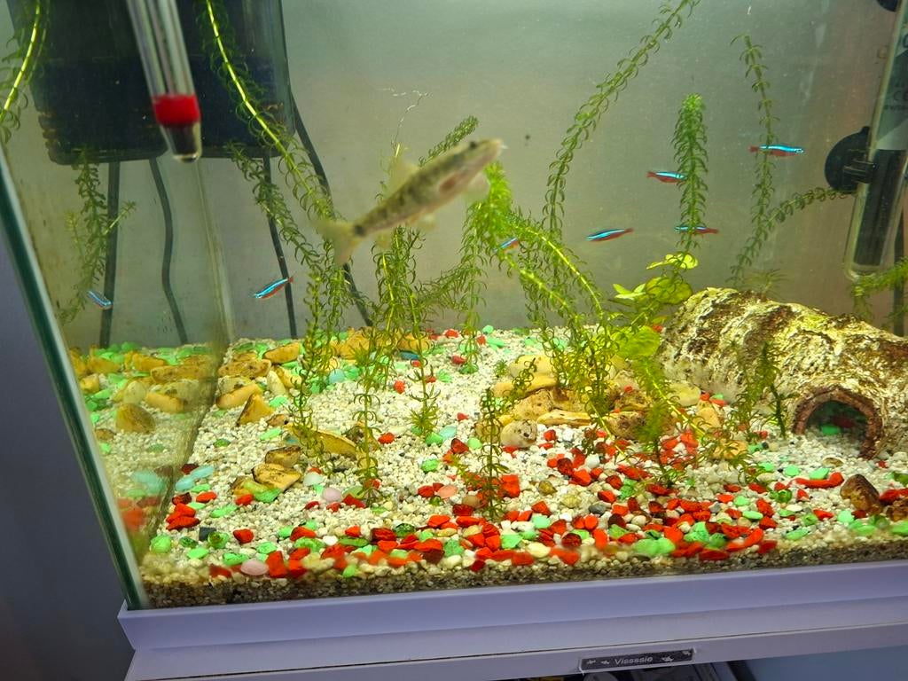Super fish start 50 compleet met spullen en vissen, Ophalen, Zo goed als nieuw, Superfish