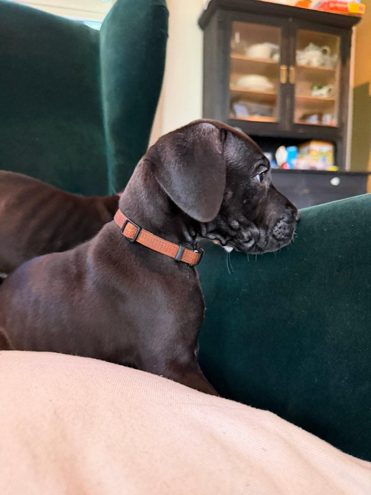 Duitse dog pups met stamboom nog 4 beschikbaar, Overige rassen, 8 tot 15 weken, Parvo, Meerdere