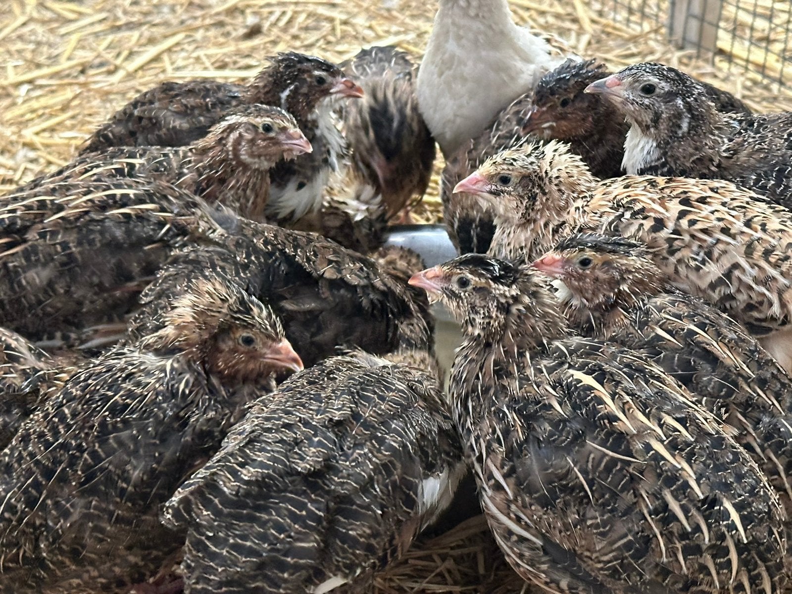 Jonge japanse kwartels 2026, Meerdere dieren, Overige soorten