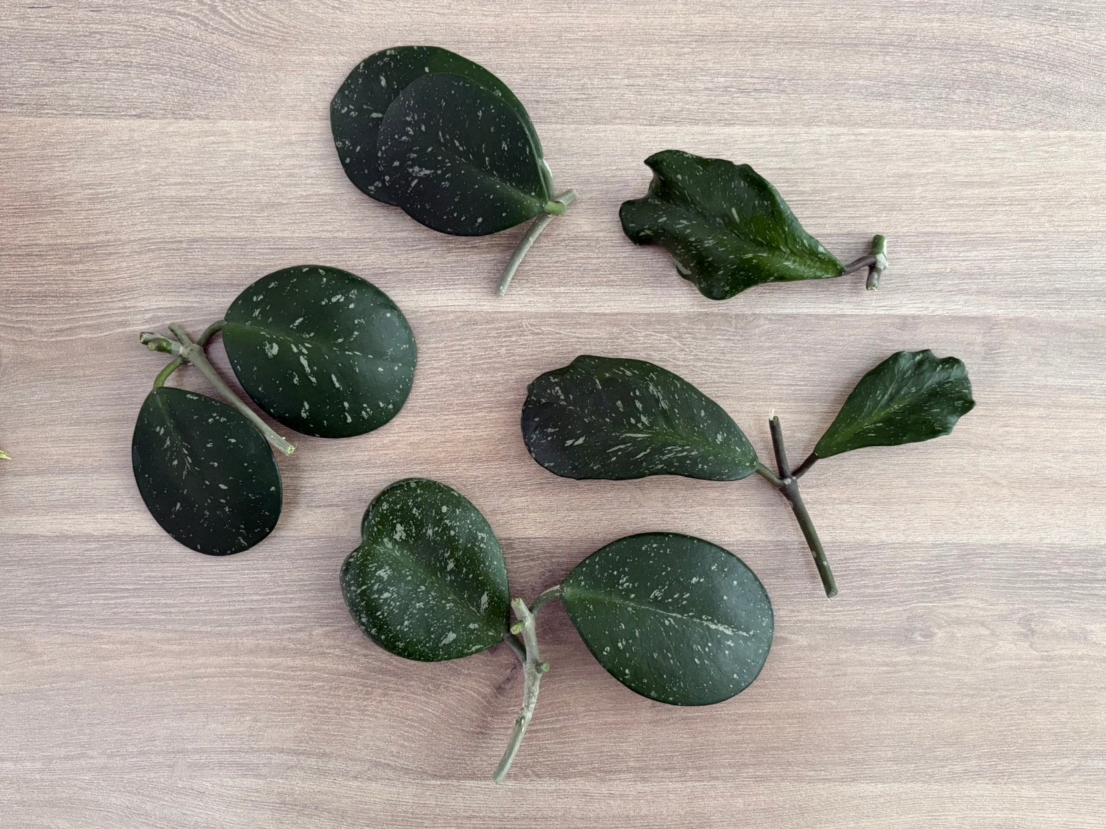 Hoya Obovata Stekjes Set [1], Huis en Inrichting, Kamerplanten, Ophalen of Verzenden