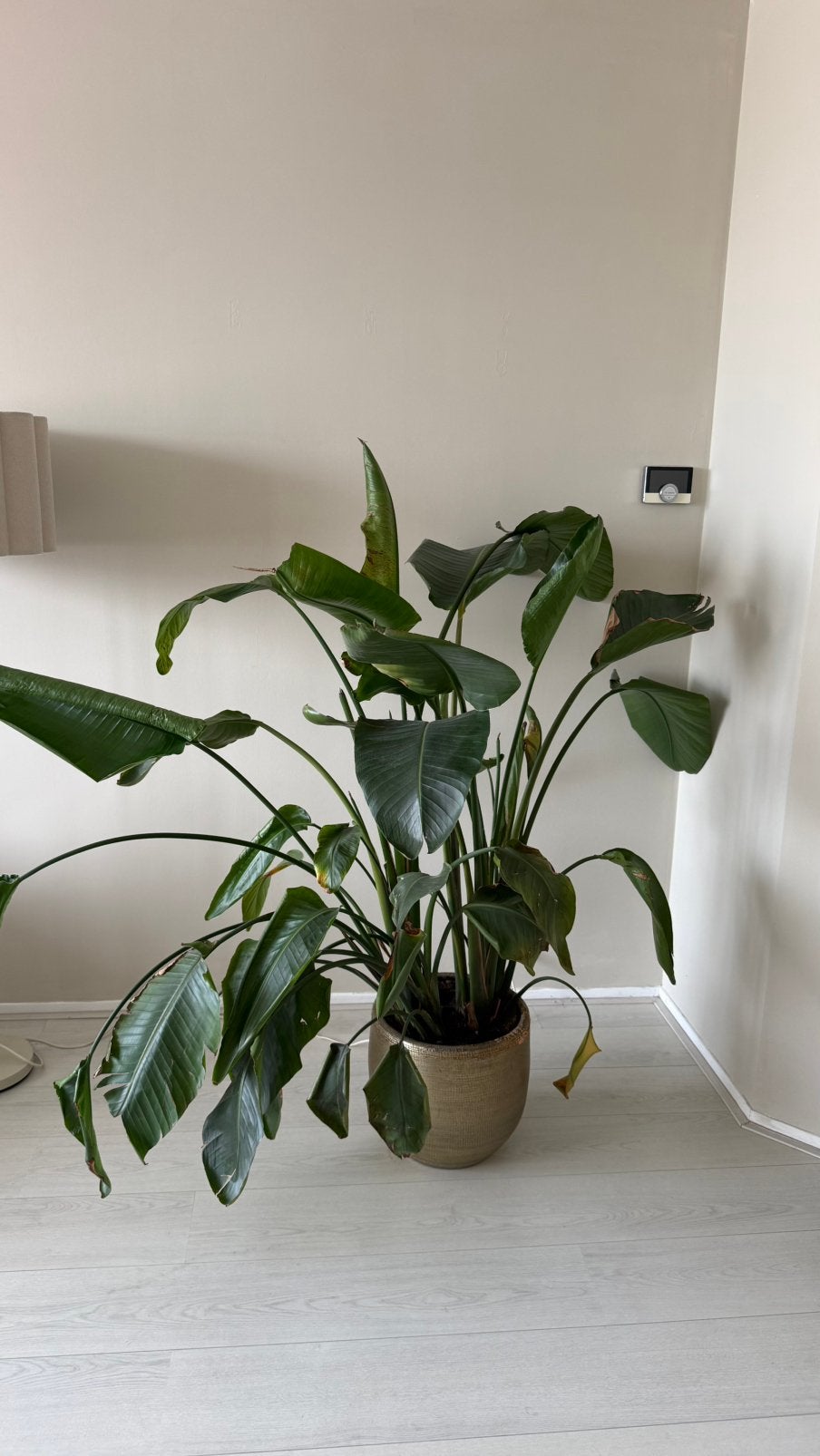 Strelizia Nicolai plant, Ophalen, Halfschaduw, Minder dan 100 cm