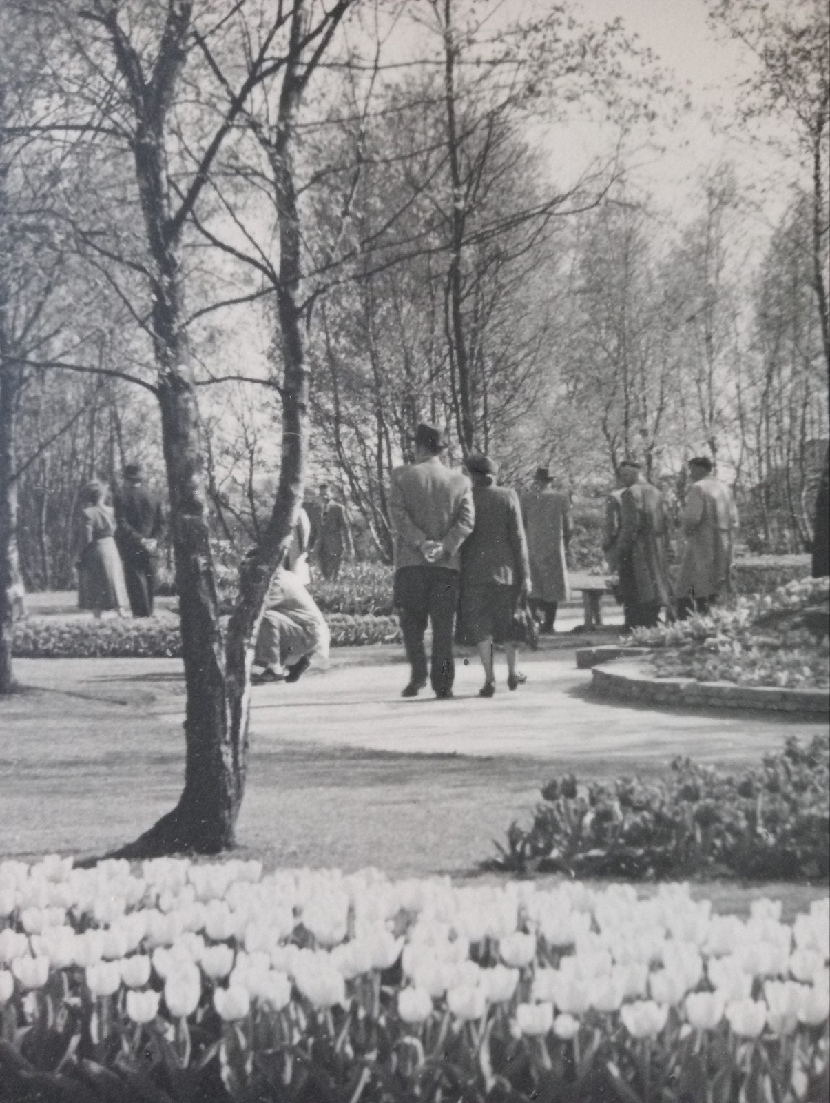 Piet Pijnenburg Oude foto De Keukenhof, Ophalen of Verzenden, 1940 tot 1960, Gebruikt, Overige onderwerpen