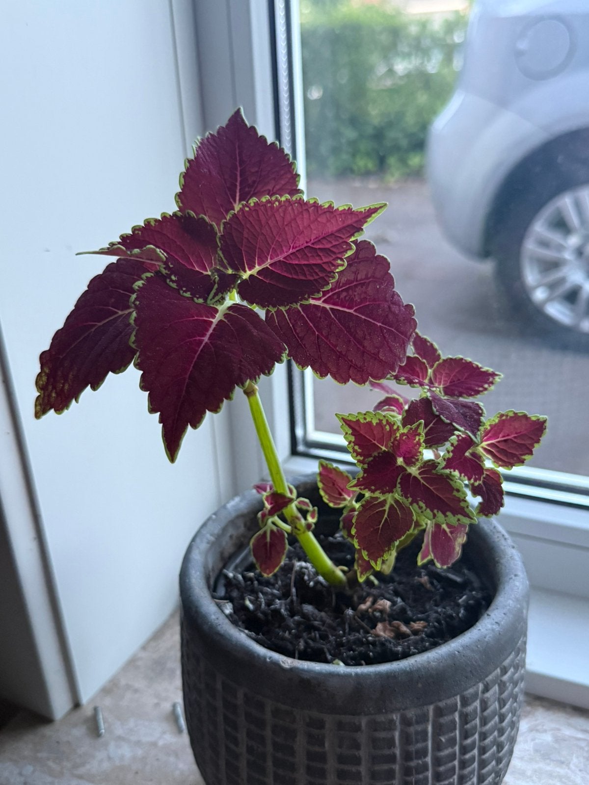 Coleus - Siernetel stekjes, Ophalen, Halfschaduw, Minder dan 100 cm