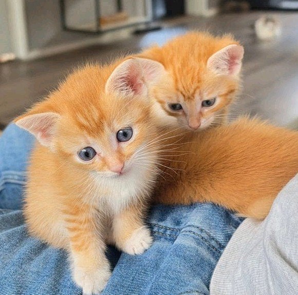 Kittens ( geen ras), Poes