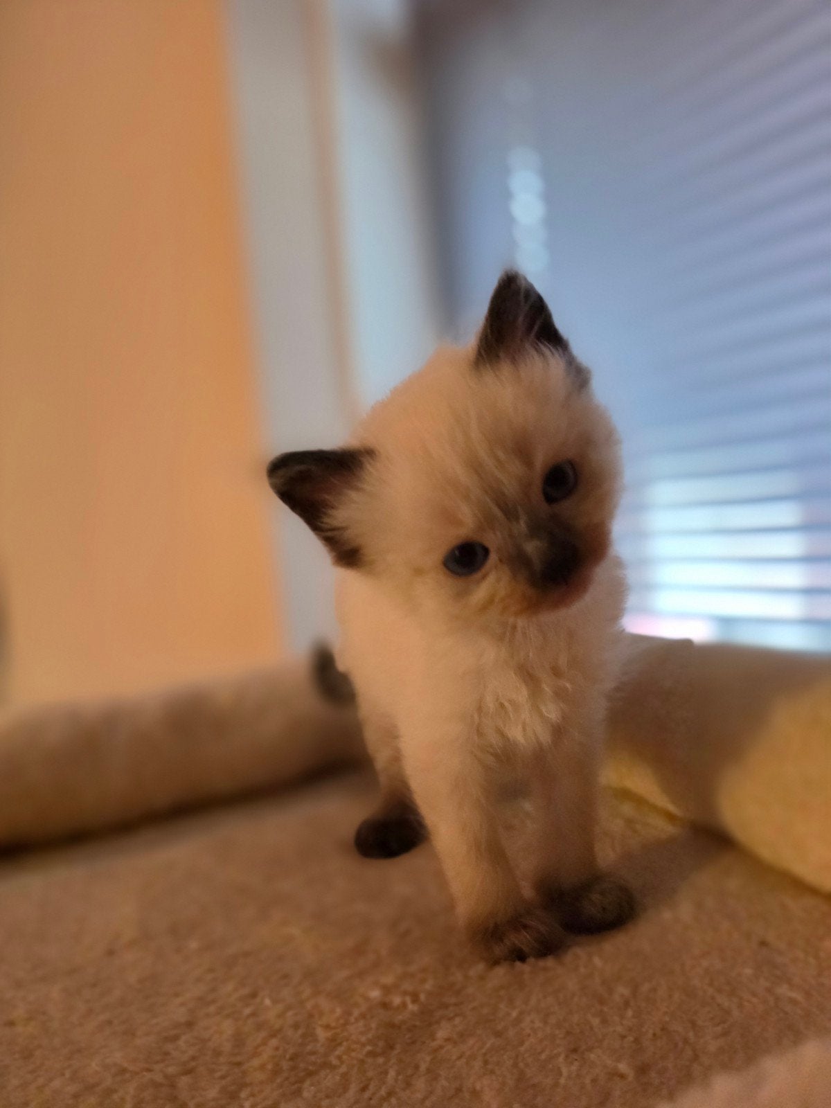 geboren! Prachtige raszuivere Ragdoll kittens!, Dieren en Toebehoren, Meerdere dieren, Gechipt