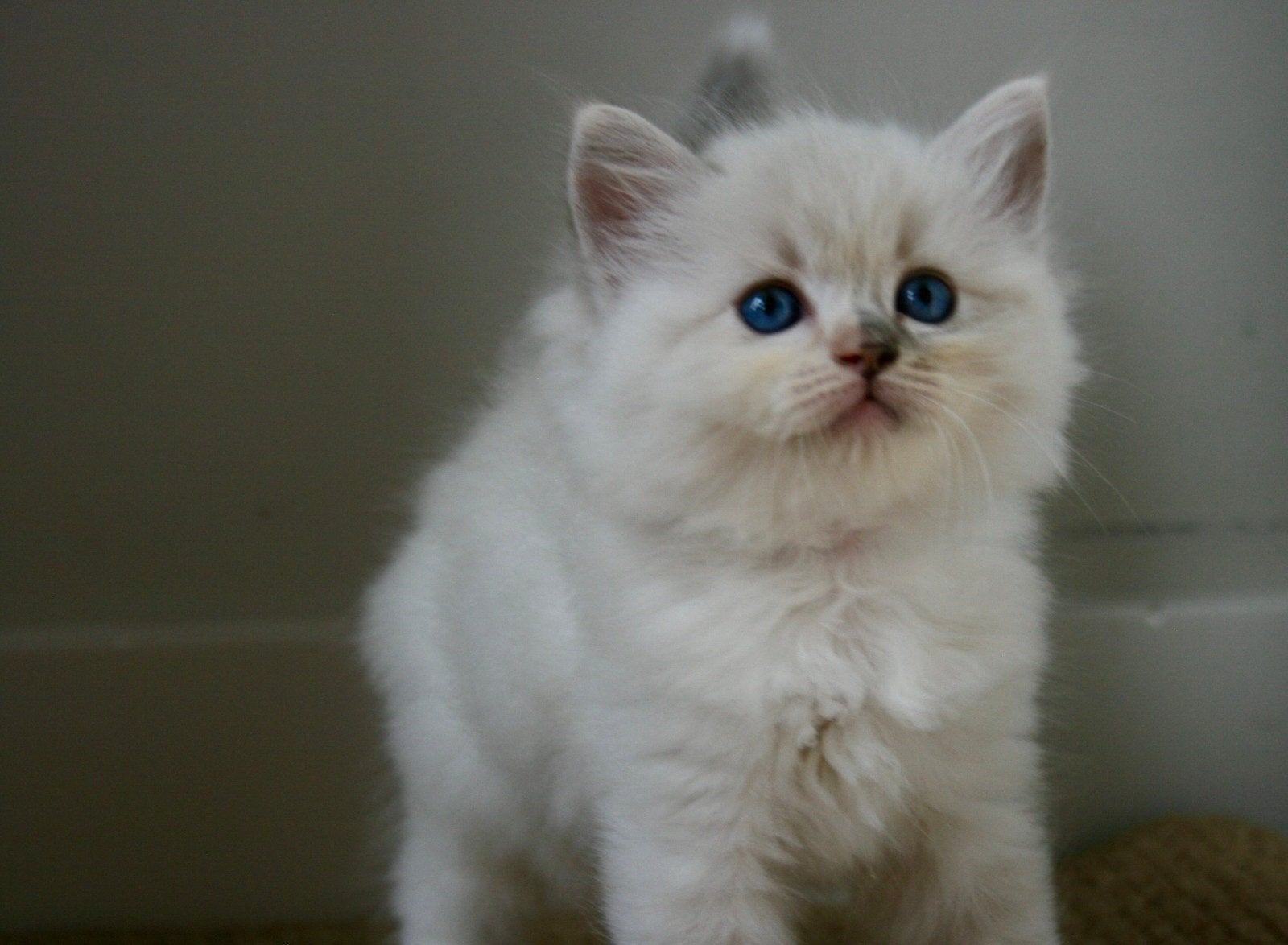 Prachtige raszuivere Ragdoll kittens, Dieren en Toebehoren, Katten en Kittens | Raskatten | Langhaar, Meerdere dieren, Ontwormd