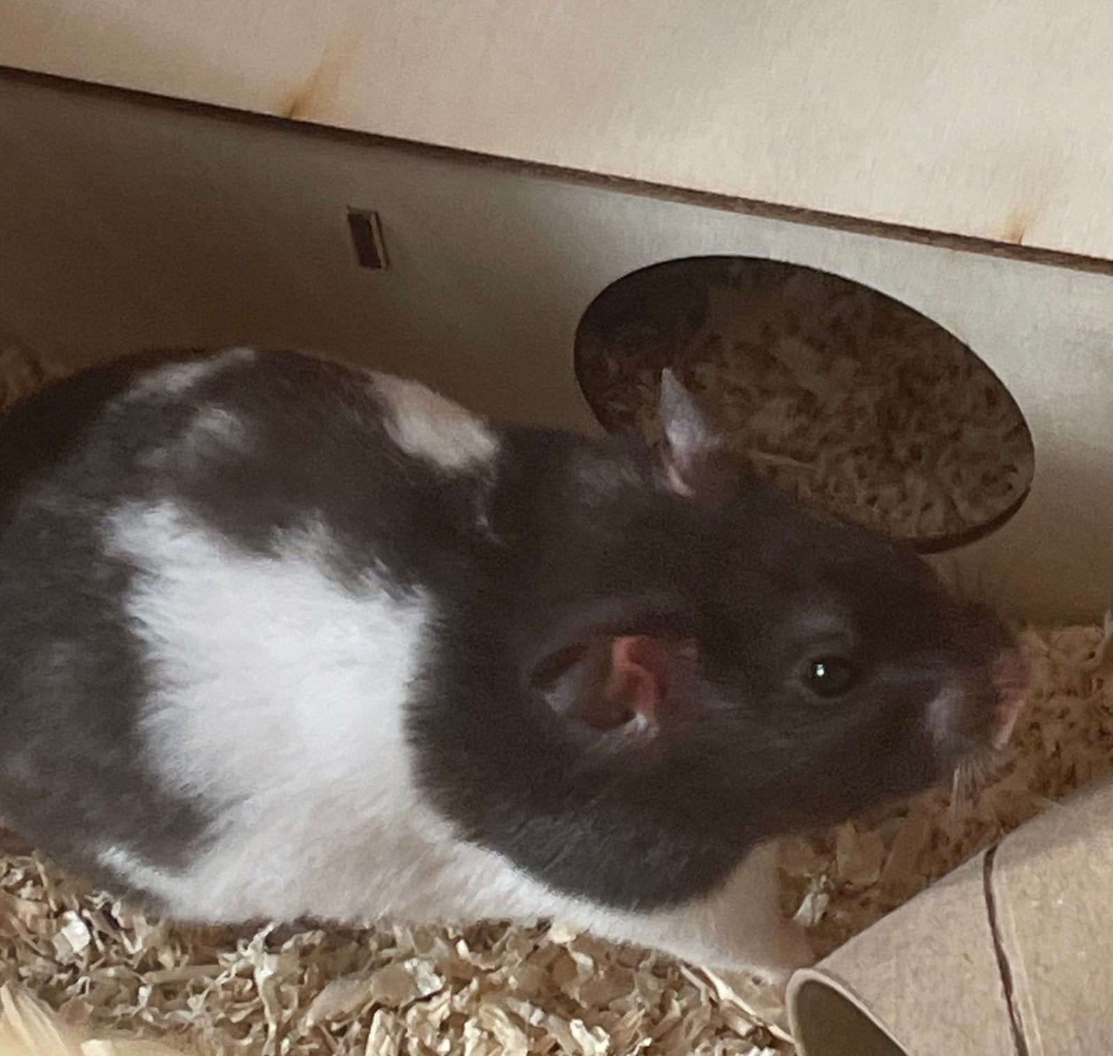 Lieve syrische hamster, Dieren en Toebehoren, Knaagdieren, Hamster, April, Vrouwelijk, Tam