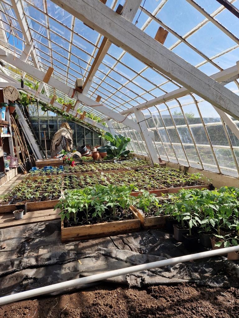 Coeur de Boeuf tomatenplanten, Tuin en Terras, Planten | Tuinplanten, Eenjarig, Fruitplanten, Volle zon, Zomer, Ophalen