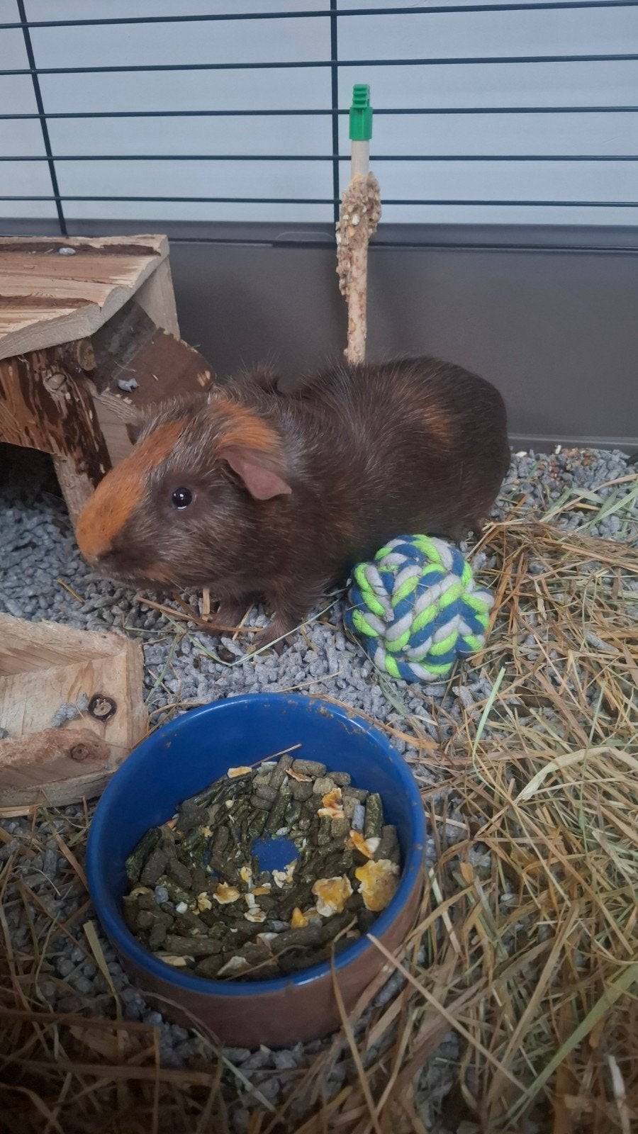 2 cavia's (beertjes), Dieren en Toebehoren, Augustus, Mannelijk, Cavia