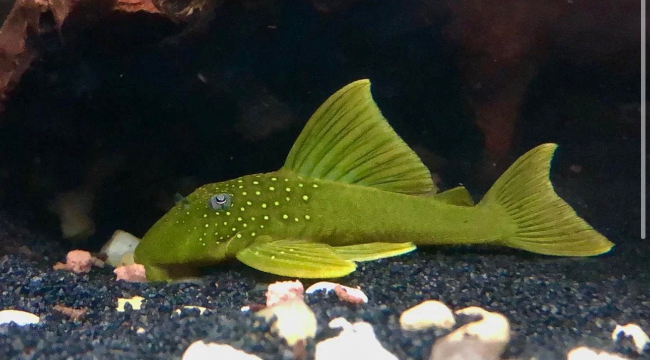 L200 blue and green phantom pleco, Dieren en Toebehoren, Vis