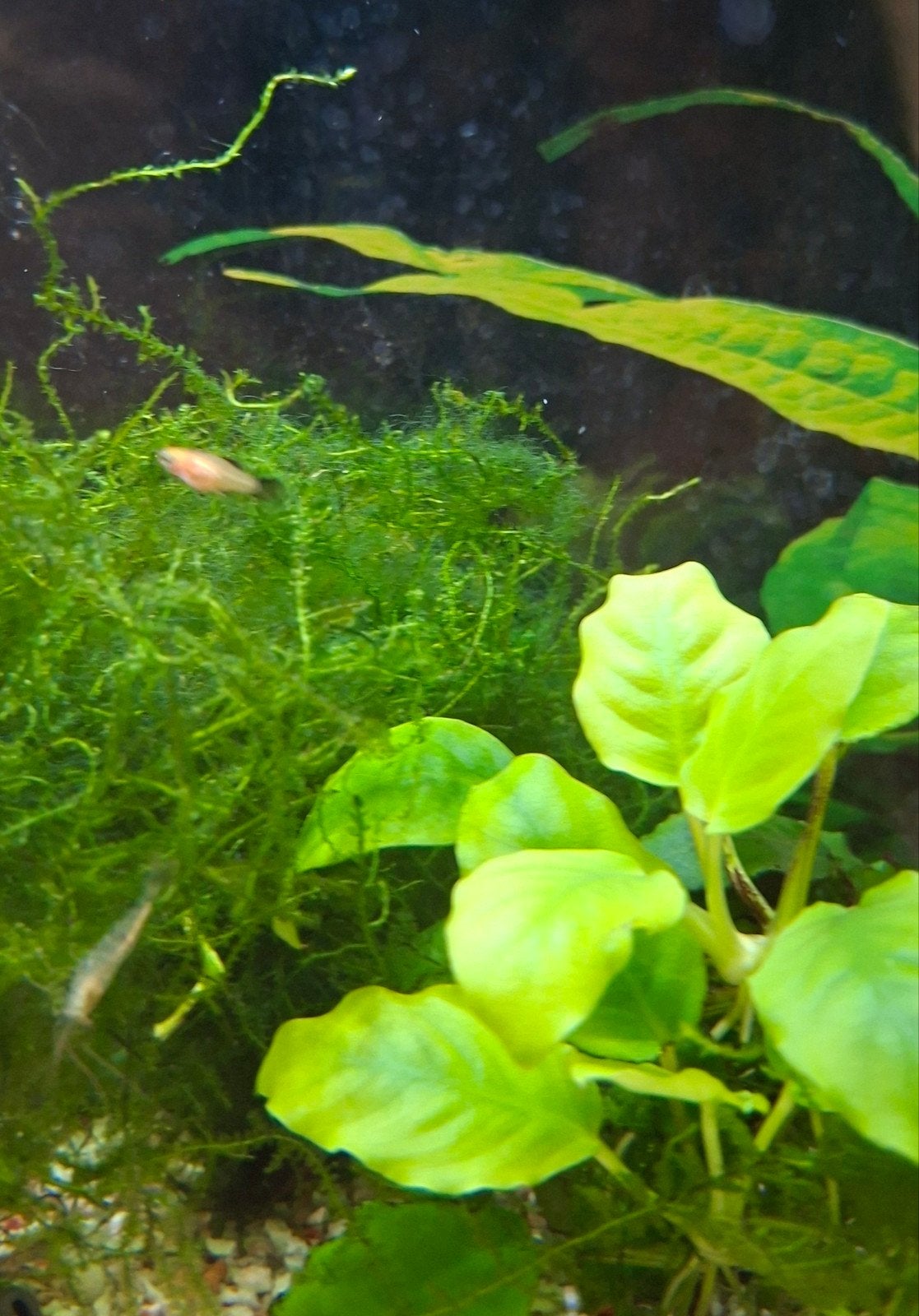 baby platy's, Dieren en Toebehoren, Vissen | Aquariumvissen, Vis, Zoetwatervis