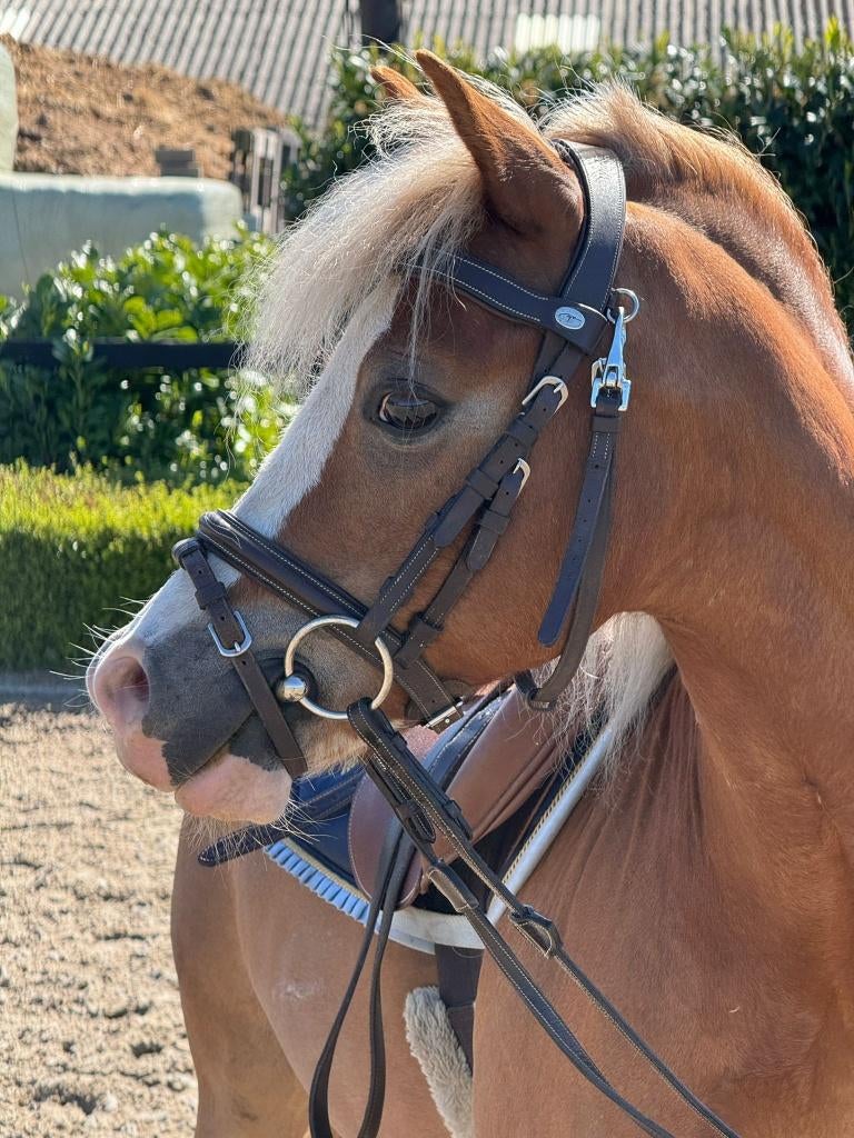 B pony, Lieve en knappe kinderpony, Gechipt, B, Ruin, B pony (1.17m tot 1.27m)