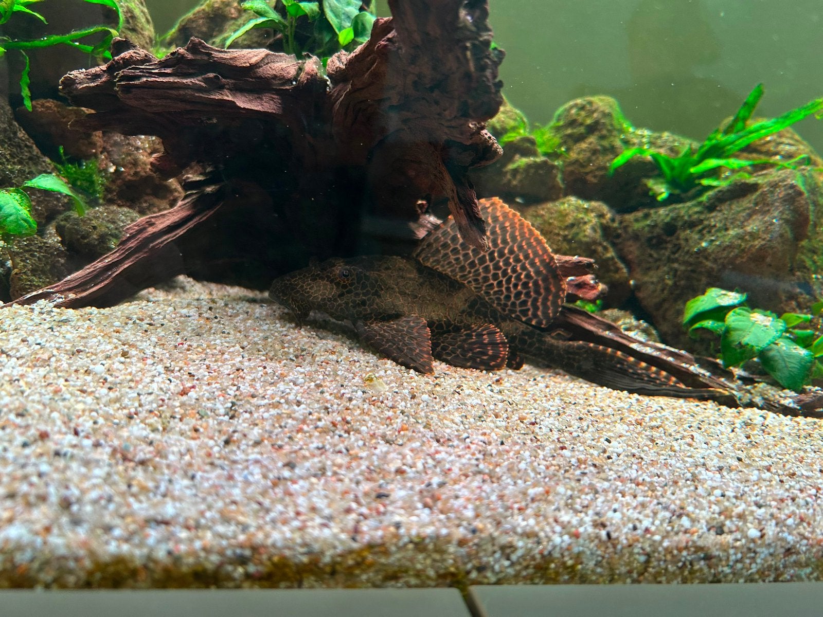 Prachtig mooie pleco algeneter, Vis, Zoetwatervis