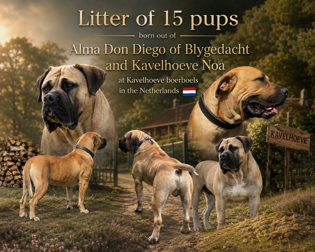 Wij mogen nu weg !! Mooie, stoere boerboel pups met stamb. !, Dieren en Toebehoren, 8 tot 15 weken, Bulldog, Meerdere, Meerdere dieren