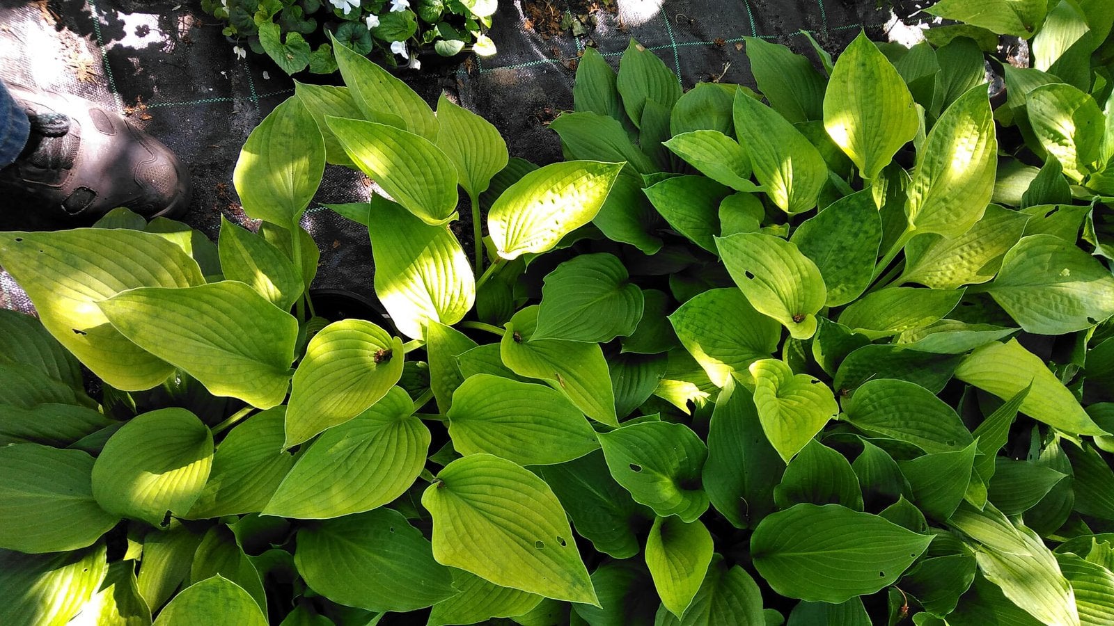 Hosta ‘s, Ophalen, Vaste plant, Overige soorten, Halfschaduw
