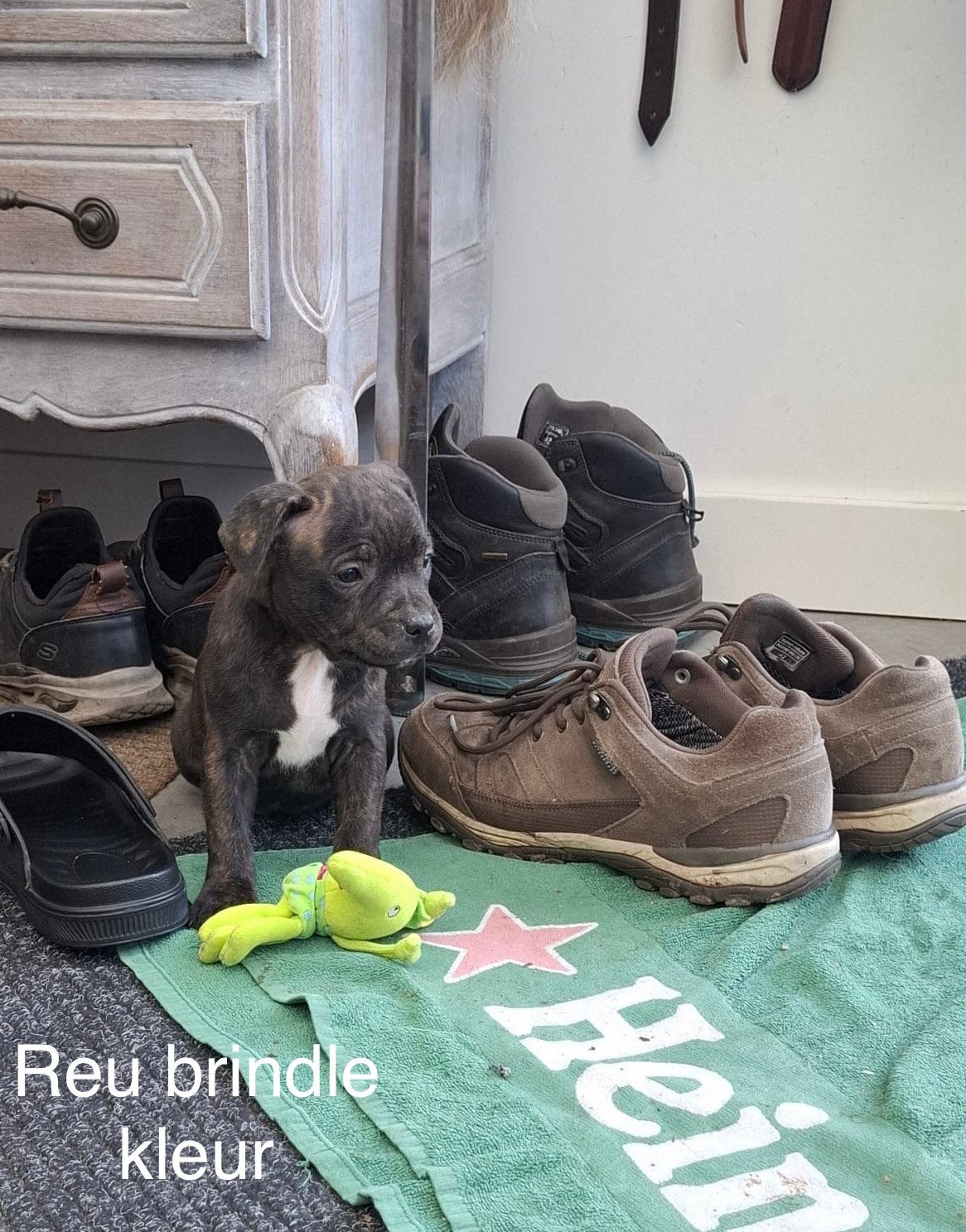 Engelse stafford  ( Staffordshire Bull Terrier ), Overige rassen, CDV (hondenziekte), 8 tot 15 weken, Meerdere