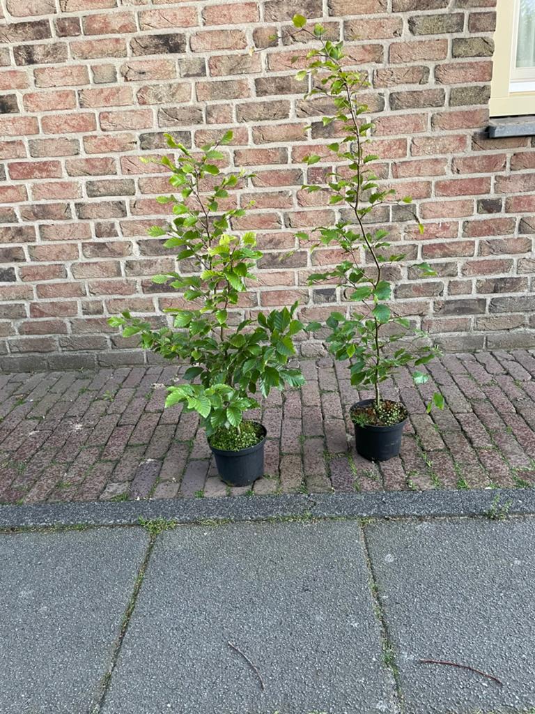 Fagus Sylvatica - beuk in pot, Tuin en Terras, Planten | Struiken en Hagen, Ophalen