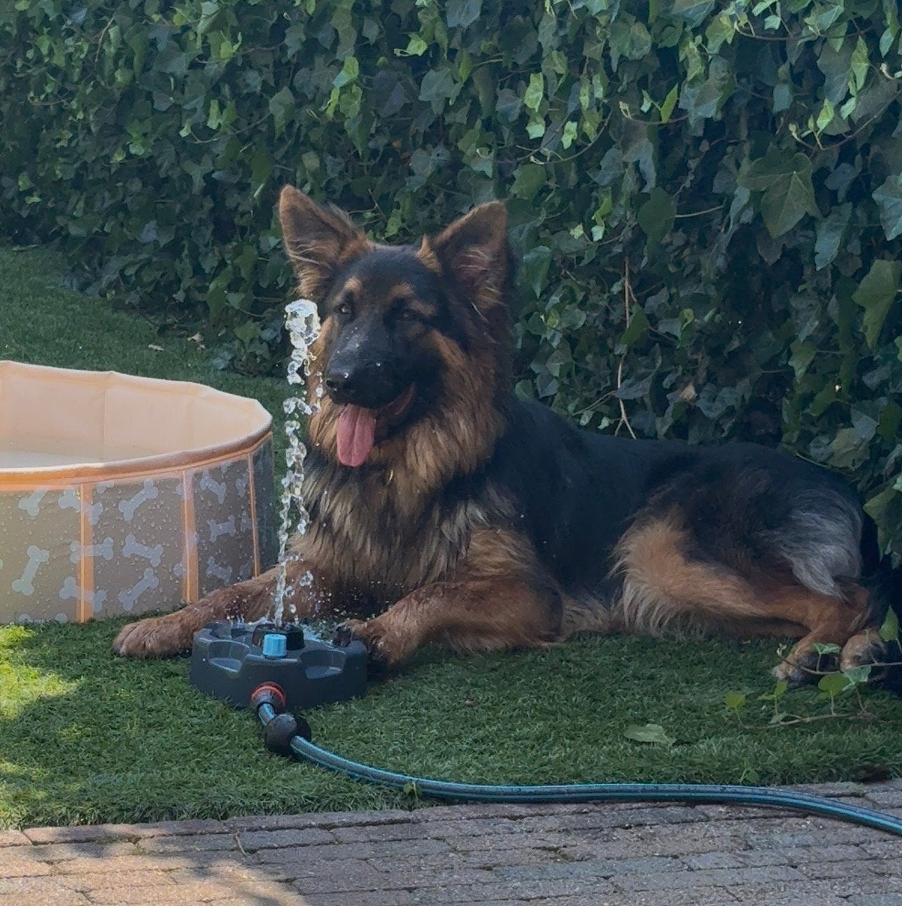 Dekreu Oud Duitse Herder NIET TE KOOP, Reu, 1 tot 2 jaar, Eén hond, CDV (hondenziekte)