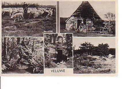 Ansichtkaart	Veluwe	5-luik, Verzenden, 1940 tot 1960, Gelopen, Gelderland